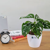 Monstera Adansonii, with 5.5 inches white decor pot